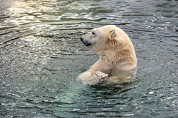 ホッキョクグマ、 くま、 危険、 南極大陸、 絶滅危惧種、 肉食動物、 動物、 野生動物、 哺乳類、 自然、 北極