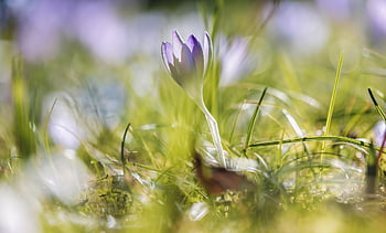krokus, květ, rostlina, brzy bloomer, květinové pozadí, fialový, nachový, kvetoucí, květinová louka, květinové tapety, jarní šafrán