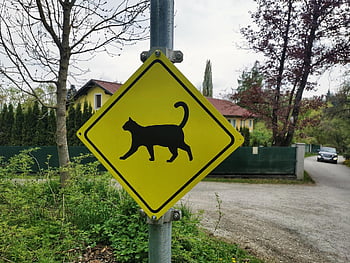 gato, animal, sinal de rua, Cuidado, cruzamento de gatos, sinal de trânsito, gatinho, perigo, atenção, Cruz, sinalização