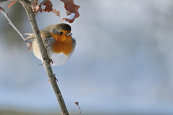 robin, bird, branch, perched, animal, european Robin, robin Redbreast, wildlife, feathers, plumage, snow