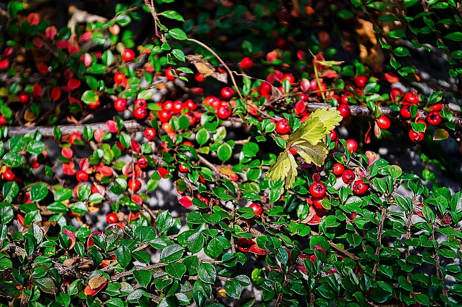 bush, prostrate Shrub, berries, fruits, nature, botany