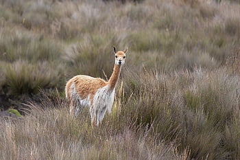hewan, vicuña, Vigone, mamalia, alam, fauna, Amerika Selatan, Ekuador, chimborazo, gunung berapi, gunung