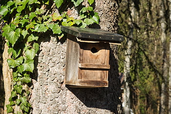 bird House, tree, ivy, bird Feeder, nesting Box, nature, tribe, bark, nesting Aid, shelter, einflugloch