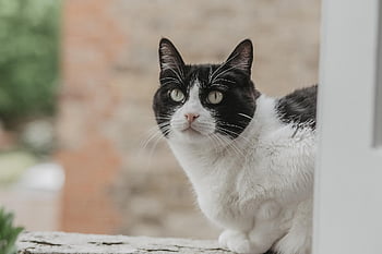 cat, kitten, feline, cute, animal, nature, kitty, white Cat, cow, dotted Cat, dot