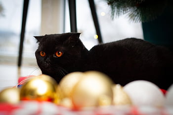 animal, cat, feline, mammal, breed, pet, scottish Fold