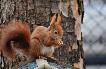 egern, gnaver, dyreliv, pattedyr, skovdyr, fauna, dyr, natur