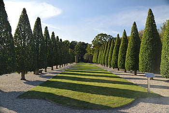 krajina, Příroda, park, stromy, avenue, zahrada, královská zahrada, listy, zeleň