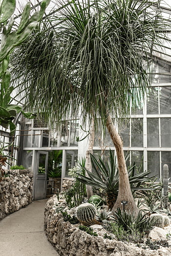 serra di vetro, alberi esotici, piante tropicali, Piante diverse, ambiente serra, abbondanza della natura, cactus, succulente, Palma, muro di pietra, giardino interno