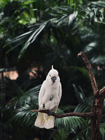 white cockatoo, jungle, lush green foliage, Cartagena, Colombia, white parrot, branch, tropical bird, exotic bird, nature, wildlife