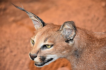 caracal, wildlife, wild Cat, animal, wild Animal, carnivore, nature, predator, mammal, africa, hunter