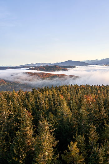 dambergwarte, fog, foggy, foggy Forest, foggy Mountain, mountain Landscape, tree, trees, case, austria, austria Nature
