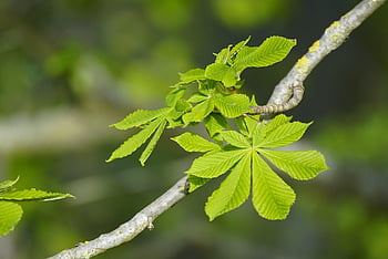 Evropský jírovec, Kaštan, listy, aesculus hippocastanum, Příroda, jaro, Buckeye, strom, větev