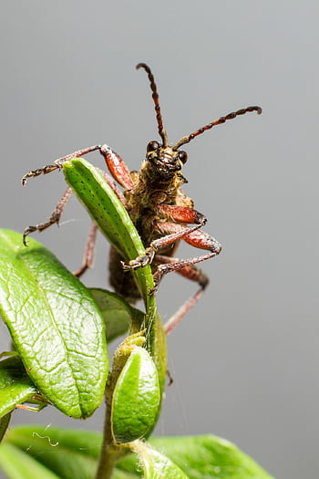 kumbang longhorn berbintik hitam, kumbang, serangga, hama, hewan, kecil, invertebrata, arthropoda, margasatwa, alam, makro