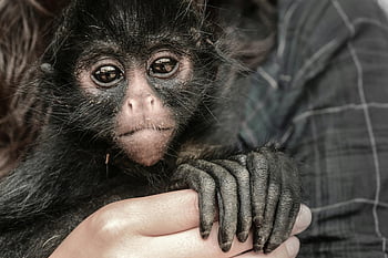 osoba hospodářství opice, detailní portrét, mladá pavoučí opice, drželi se za ruce, lidská interakce, roztomilý výraz, Bond Animal-Human, primát, fotografování divoké zvěře, roztomilé zvíře, dítě opice