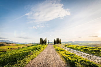 barley Fields, barley, canola Flowers, travel, nature, san Quirio, toscana, italy, undulating