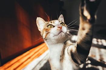 curious cat, calico cat, close-up photo, tabby cat, sunlit indoor, reaching out, curious feline, indoor cat, cat photography, animal portrait, pet photography