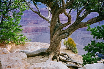 Grand Canyon, kaňon, údolí, útes, rokle, skály, scénický, cestovní ruch, geologie, arizona, Příroda