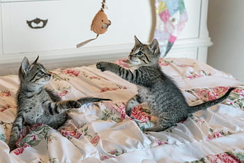 タビーの子猫、 花の掛け布団、 遊び心のある子猫、 猫のおもちゃ、 愛らしい遊び心、 屋内猫、 かわいい子猫、 ペットの写真、 子猫の遊び、 室内装飾、 動物との付き合い