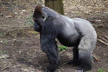ゴリラ、 動物、 類人猿、 霊長類、 哺乳類、 動物園、 危険にさらされて、 野生動物、 動物の世界、 野生動物の写真、 自然ヘッドショット