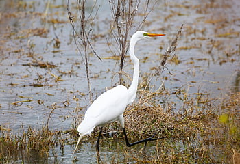 bird, great Egret, egret, wading Bird, wetlands, swamp, lake, wilderness, plumage, nature, feathers
