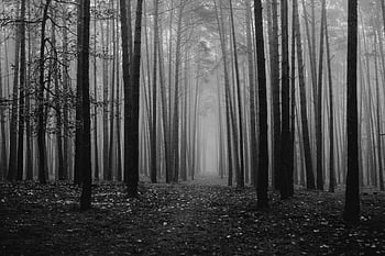czarny i biały, pnie drzew, las, mglisty, spokojny, wysokie drzewa, fotografia czarno-biała, Natura, lesisty teren, monochromia, atmosferyczny