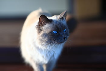 cat, wool, cat Breed, feline, domesticated, domestic Cat, cat Eyes, cat Portrait, breed, pet, siberian Colorpoint Cat