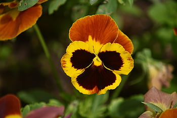 floare, trei fraţi pătaţi, plantă, floră, primăvară, a inflori, inflori, grădină, viola