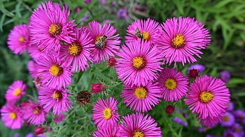 flowers, bloom, plants, botany, blossom, petals, field, garden, park