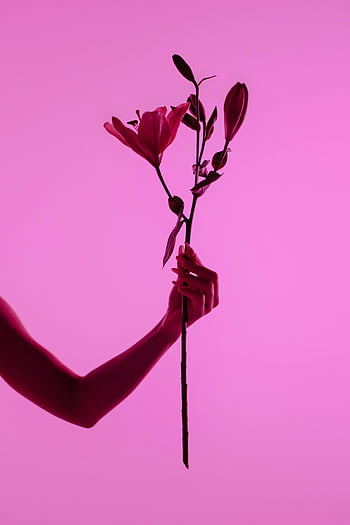 Ruční držení stonku, Lilium květiny, Neonové růžové pozadí, Pozoruhodné květinové kompozice, lilie, růžové lilie, květinové umění, ruka s květinou, elegantní květina, růžové pozadí, květinové fotografie