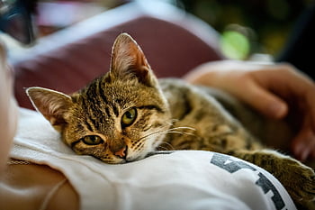 chat, chaton, sucré, propriétaire d'animal domestique, femme, tigré, la nature, fourrure, animal de compagnie, jeune chat, animal
