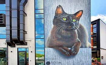vernice d'arte di strada, aerografato, architettura, artista, nero, mattone, costruzione, gatto, città, colorato, disegno