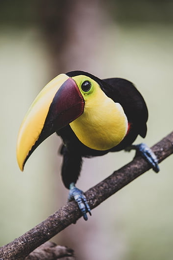 toucan, pták, větev, posazený, zobák, účtovat, zvíře, volně žijících živočichů, divočina, Příroda, pozorování ptáků