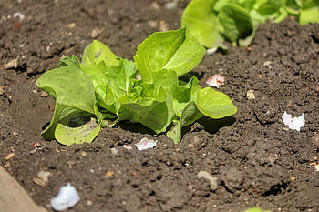 salat, sund og rask, grøntsager, næring, mad, måltid, veganer, frisk, sundhed, vitaminer, bio