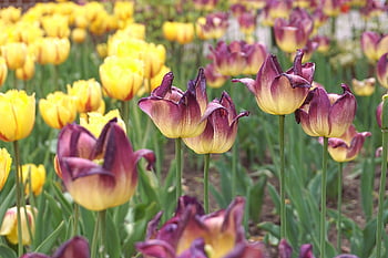 tulips, flowers, flower, colorful Flowers, spring Flowers, nature, garden, flora, blooming Flowers, flower Wallpaper, botany