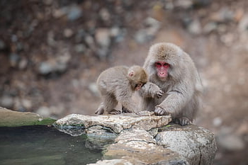 snow Monkey, wild, animal, wildlife, onsen, nature, japan, cute, tourism, nagano, primate
