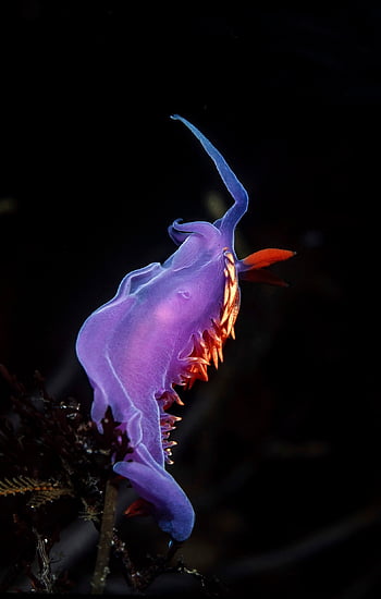nudibranch, ισπανικό σάλι, σαλιγκάρι, γυμνοσάλιαγκας, Flabellinopsis Ιηδία, φύση, ζώο, μαλάκιο, υποβρύχιος, θάλασσα, καταδύσεις