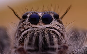 spider, eyes, insect, entomology, jumping, cute, animal, nature, small, eye, insects