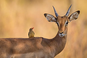 impala, oxpecker, bird, antelope, horns, wildlife, wild, animals, safari, deer, mammal