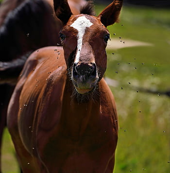 foal, phone Wallpaper, ipad Wallpaper, horse, mobile Wallpaper, flies, animal, mammal, animals, iphone Wallpaper, nature