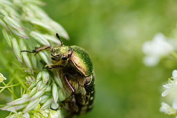 insetto, rinforzo di rosa, scarafaggio, entomologia, macro, natura, specie, cetonia, verde