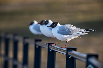 ptáků, ornitologie, černohlavý racek, Příroda, druh, fauna, ptačí, zvířat, volně žijících živočichů, larus ridibundus, racek