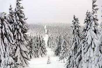 zimní, stezka, les, stromy, jinovatka, snowscape, zasněžené stromy, zasněžený les, způsob, sníh, Studený