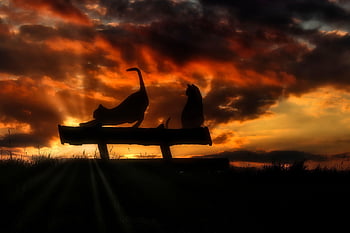 cats, sunset, heaven, light, silhouette, sunrise, quiet, dusk, sun, sunbeams, evening Atmosphere