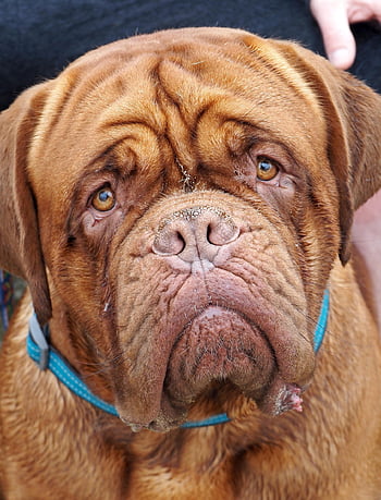 bull Mastiff, dog, pet, canine, animal, nature, fur, snout, mammal, portrait, dog Portrait