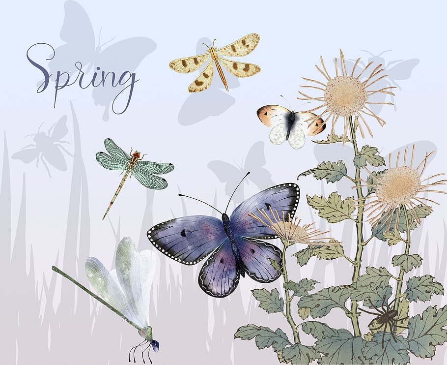 Spring, Butterfly, Dragonfly, Springtime, Plant, Flower, Insects, Bugs, Art, Drawing, Entomology