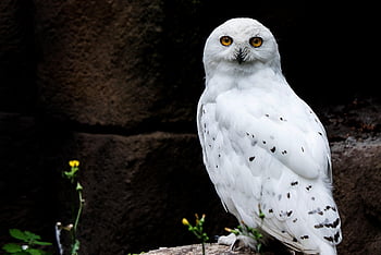 gufo, uccello, gufo delle nevi, natura, piume, allevatori di terreno, animale