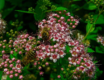 bee, pollination, garden, wildlife, insect, pollen, spring, blossom, plant, flora