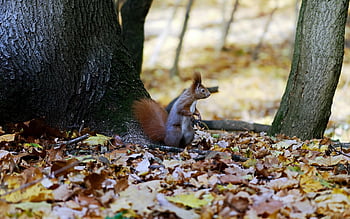 Eichhörnchen, Tier, Natur, Pelz, rot, Wald, der Herbst, Bäume, Blätter, trocken, Nieder