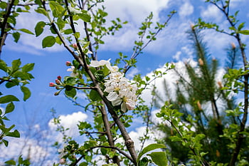 spring, flower, nature, forest, bloom, garden, blossom, botany
