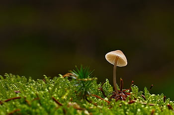 houba, mech, Příroda, mykologie, muchomůrka, růst, les